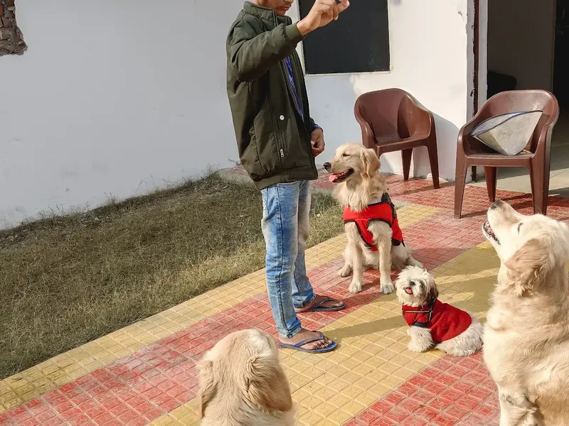 Dog Dream House | Pet Boarding Service In Dwarka, Delhi NCR, photo 2