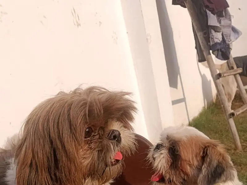 Dog Dream House | Pet Boarding Service In Dwarka, Delhi NCR, photo 4
