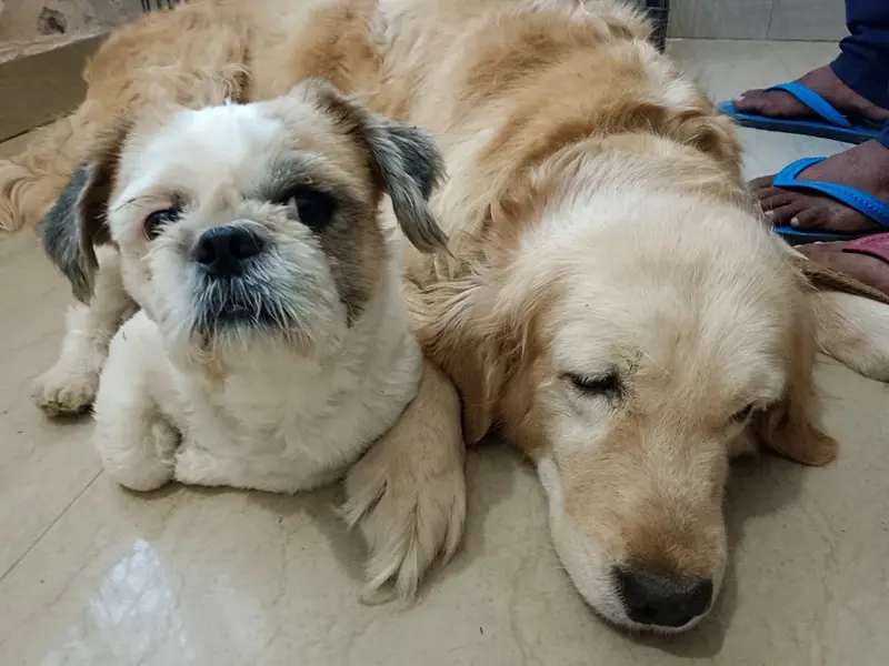 Dog Dream House | Pet Boarding Service In Dwarka, Delhi NCR, photo 5