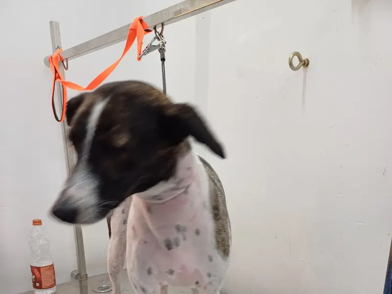 FurryFlipp Pet Shop & Grooming Salon Dwarka | Pet Food in Dwarka | Pet Snacks in Dwarka | Pet Shop in Dwarka, photo 5