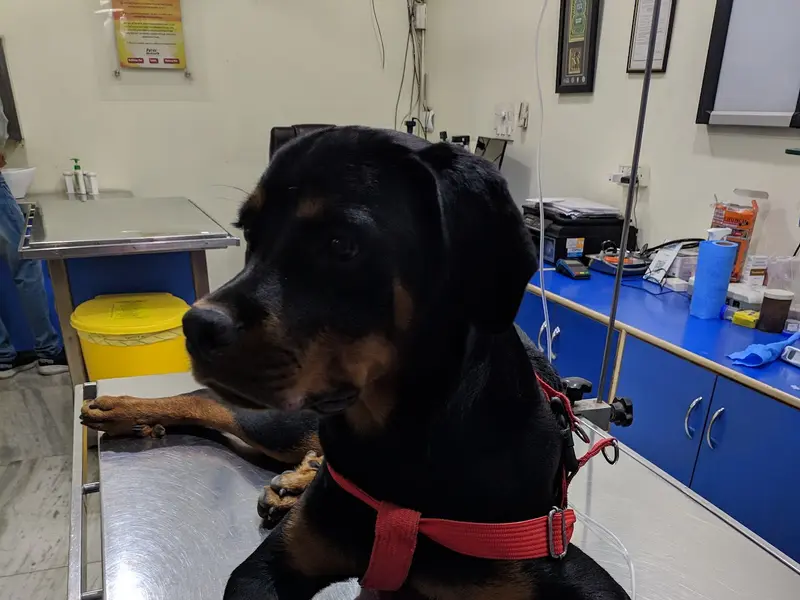 Pet Care Hospital, photo 4