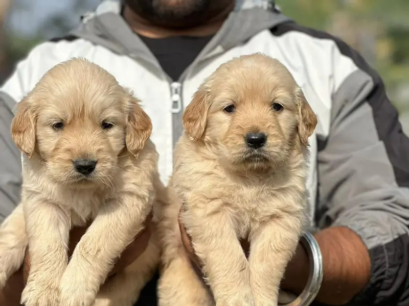 Pet Seller, photo 2