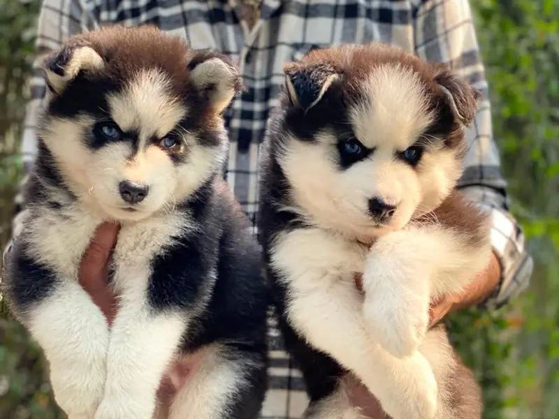 Pet Seller, photo 5