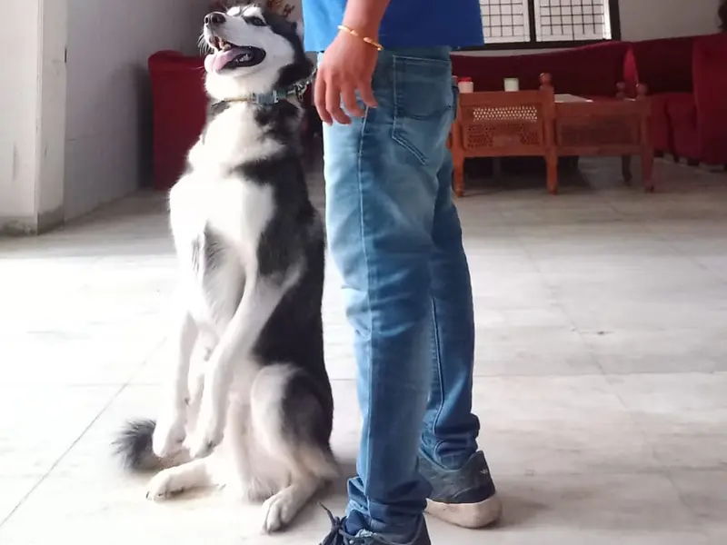 Play N Stay Pet | Dog Boarding In Dwarka | Dog Boarding In Delhi | Pet Boarding Services, photo 2