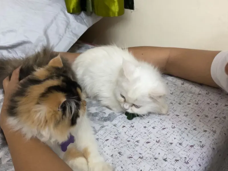 Play N Stay Pet | Dog Boarding In Dwarka | Dog Boarding In Delhi | Pet Boarding Services, photo 3