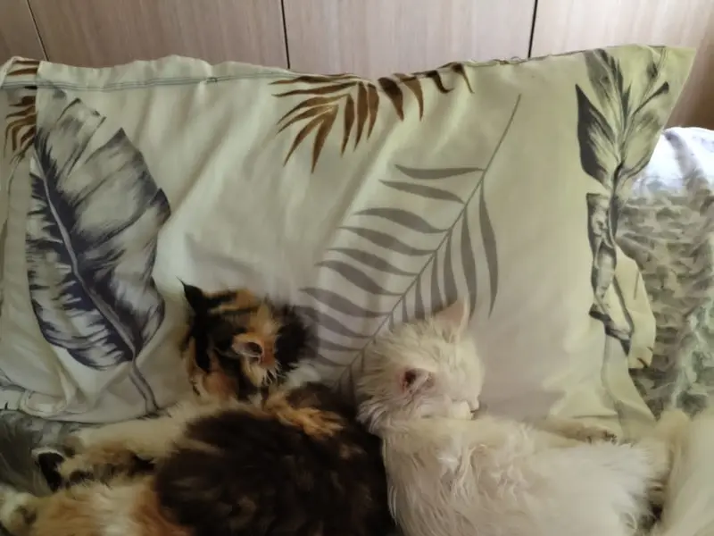 Play N Stay Pet | Dog Boarding In Dwarka | Dog Boarding In Delhi | Pet Boarding Services, photo 4