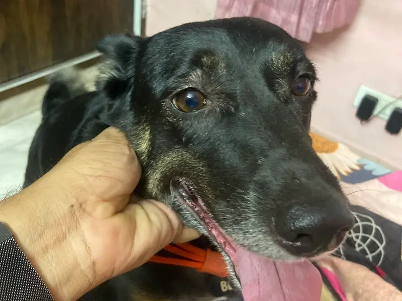 Play N Stay Pet | Dog Boarding In Dwarka | Dog Boarding In Delhi | Pet Boarding Services, photo 5