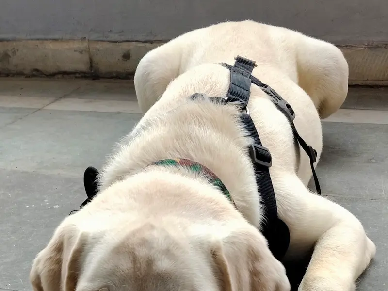 PRAVEEN DOG TRAINER & BOARDING CENTER, photo 2
