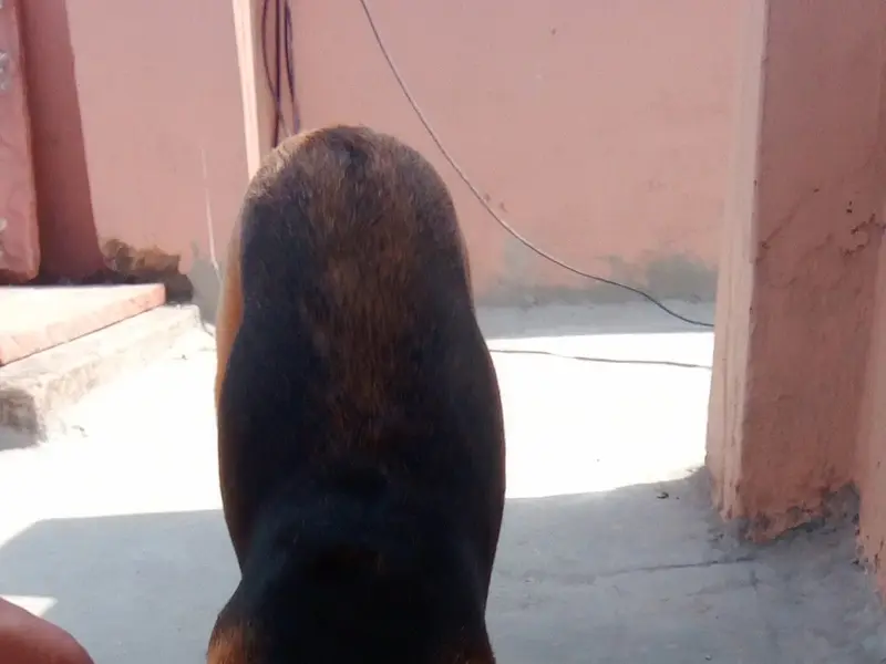 PRAVEEN DOG TRAINER & BOARDING CENTER, photo 4