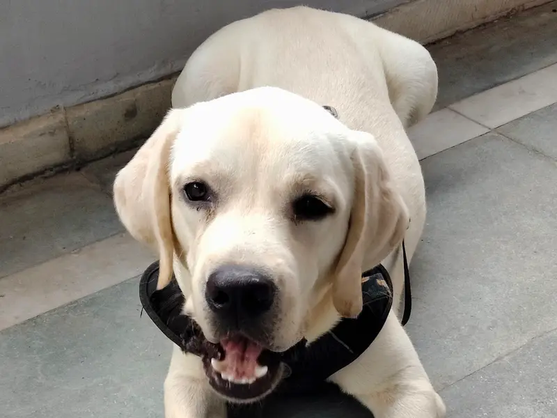 PRAVEEN DOG TRAINER & BOARDING CENTER, photo 5