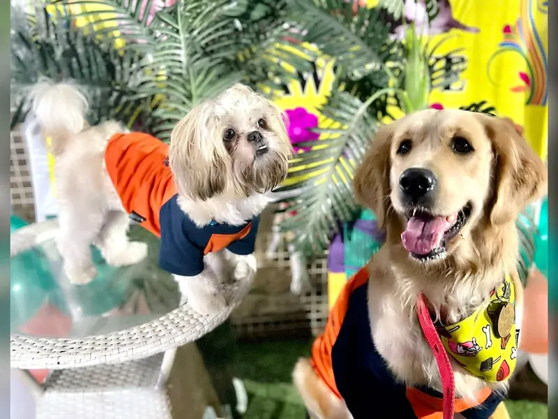 Stay Pawsitive, photo 3