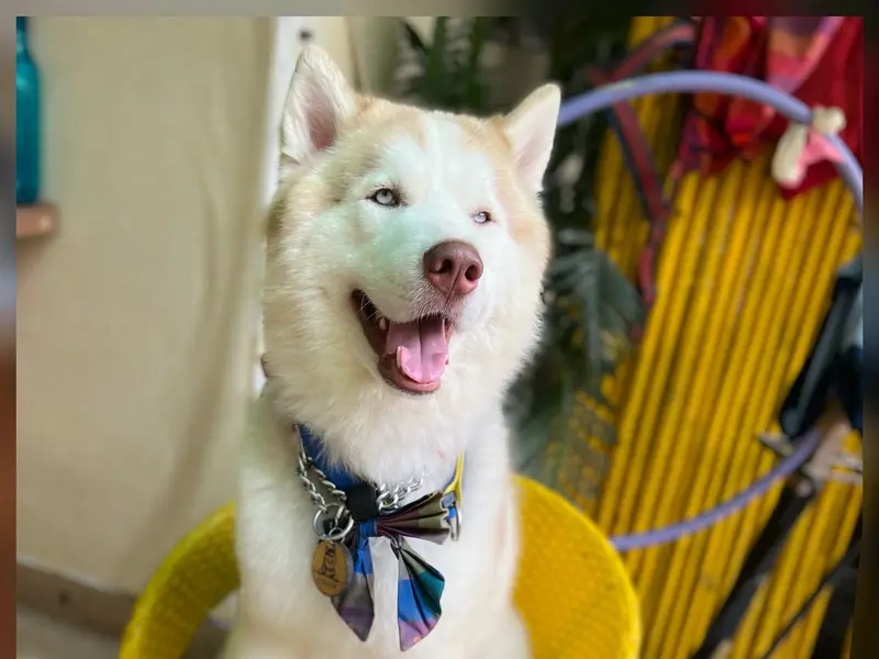 Stay Pawsitive, photo 5