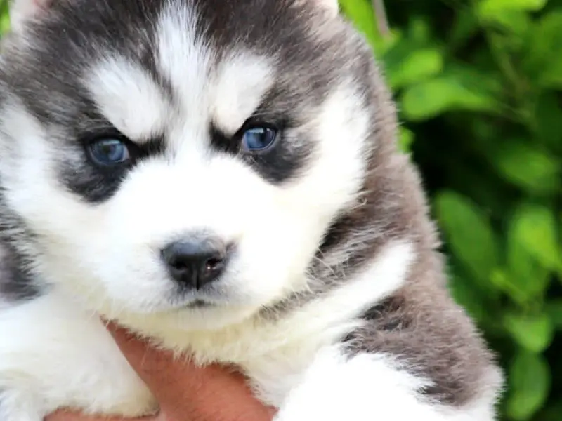 Testify Pet Shop & Dog Clinic-Dogs & Puppies For Sale in Delhi|Gurgaon|Noida|Faridabad|Ghaziyabad, photo 2