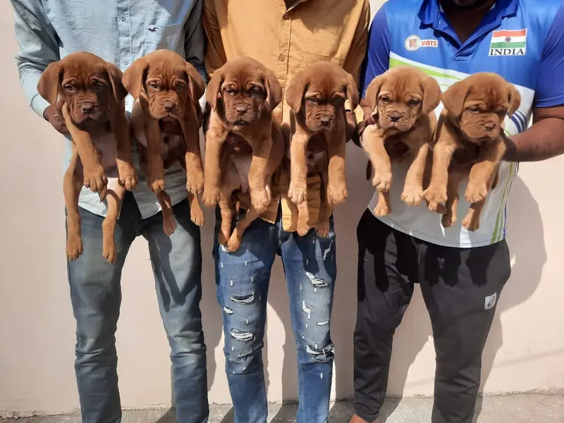 Testify Pet Shop & Dog Clinic-Dogs & Puppies For Sale in Delhi|Gurgaon|Noida|Faridabad|Ghaziyabad, photo 4