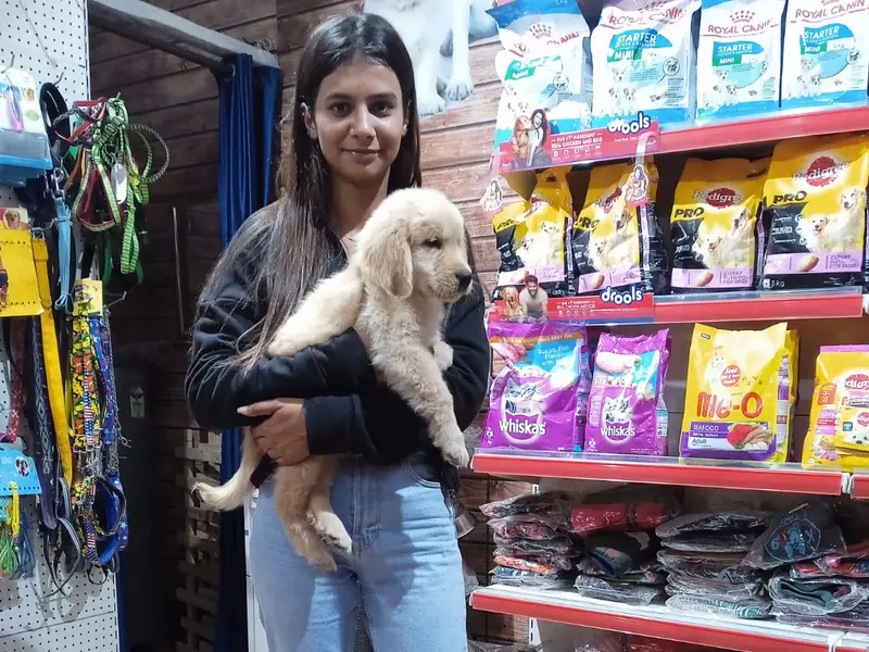 Testify Pet Shop & Dog Clinic-Dogs & Puppies For Sale in Delhi|Gurgaon|Noida|Faridabad|Ghaziyabad, photo 5
