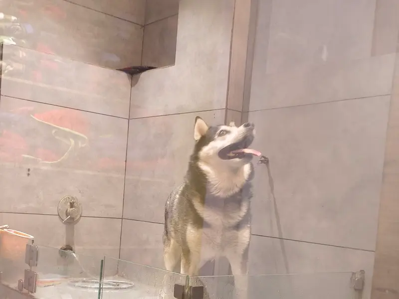 The Pet Point-Pet Shop & Grooming Parlor, photo 3