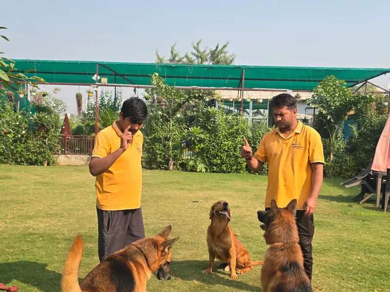 Pet Lovers Hut - Dog Boarding School, photo 3