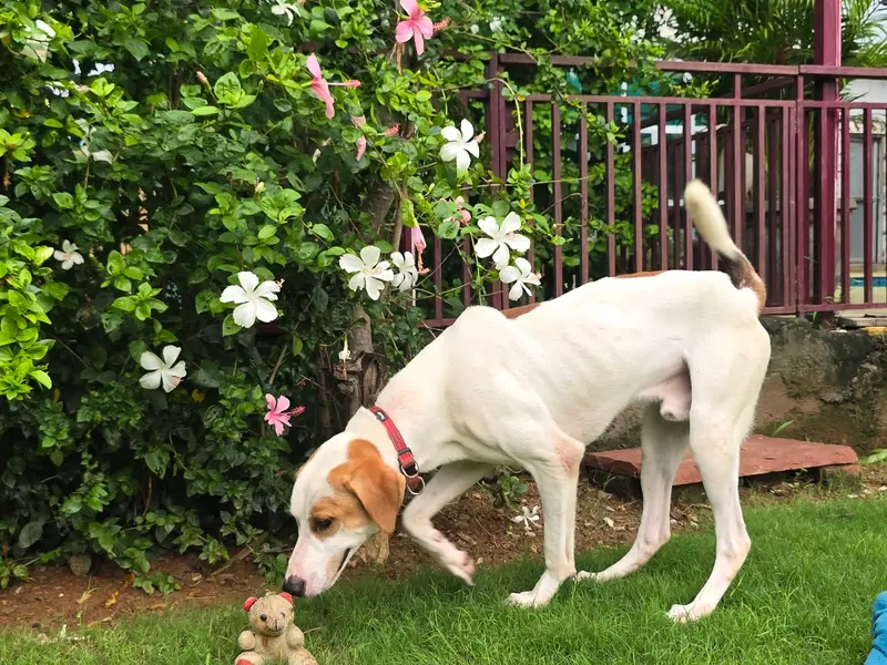 Pet Lovers Hut - Dog Boarding School, photo 5