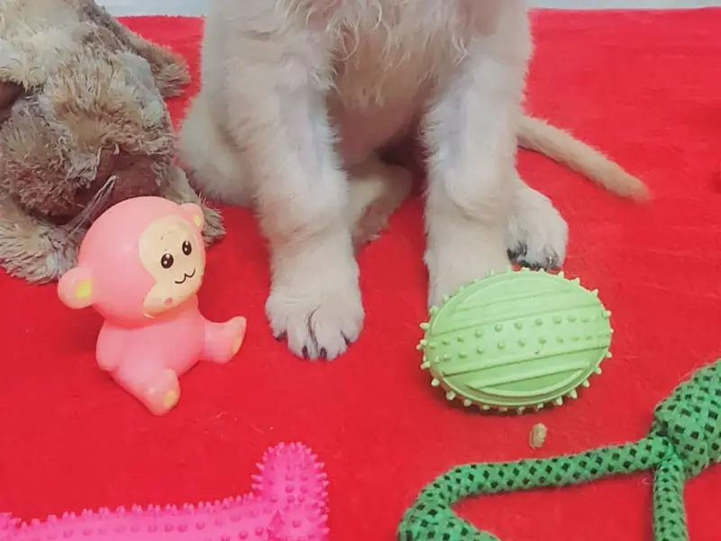 CITY PET STORE, photo 3