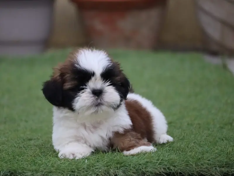 Delhi dog kennel | puppies for sale in delhi | dog sale in delhi | pet shop near me | poodle puppy | shihzu, photo 2