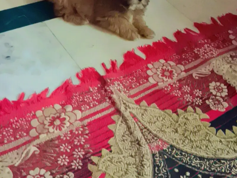 Delhi dog kennel | puppies for sale in delhi | dog sale in delhi | pet shop near me | poodle puppy | shihzu, photo 3