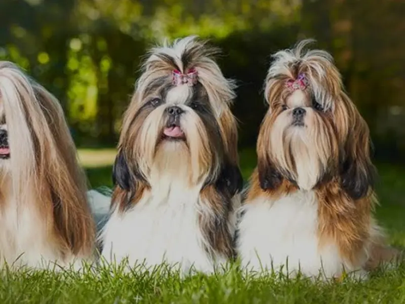 Delhi dog kennel | puppies for sale in delhi | dog sale in delhi | pet shop near me | poodle puppy | shihzu, photo 4