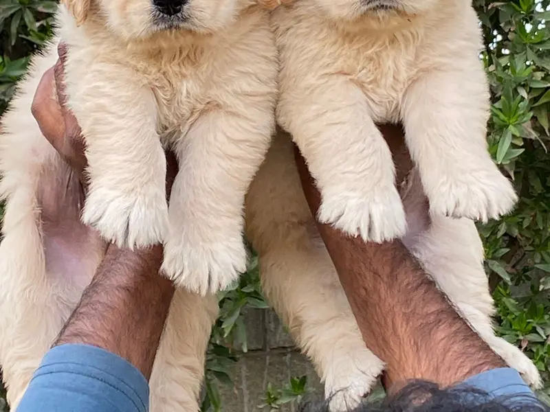 Delhi dog kennel | puppies for sale in delhi | dog sale in delhi | pet shop near me | poodle puppy | shihzu, photo 5