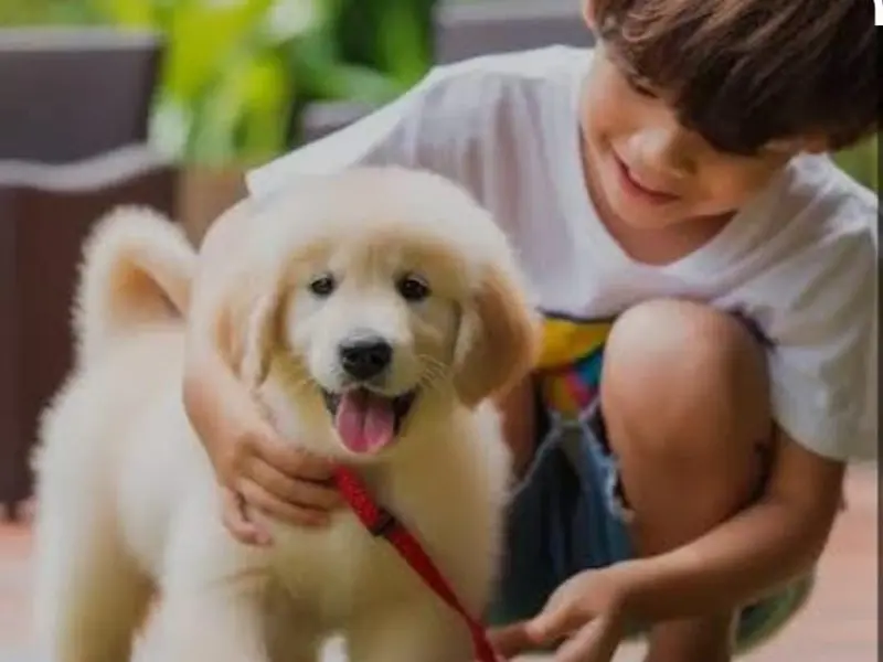 Delhi dog kennel | puppies for sale in delhi | dog sale in delhi | pet shop near me | poodle puppy | shihzu