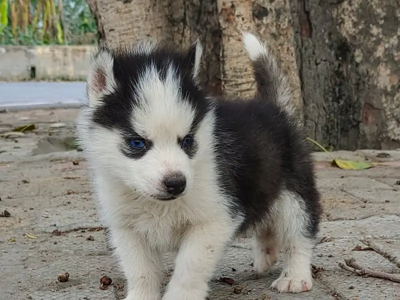 Jk Pet Kennel, photo 3