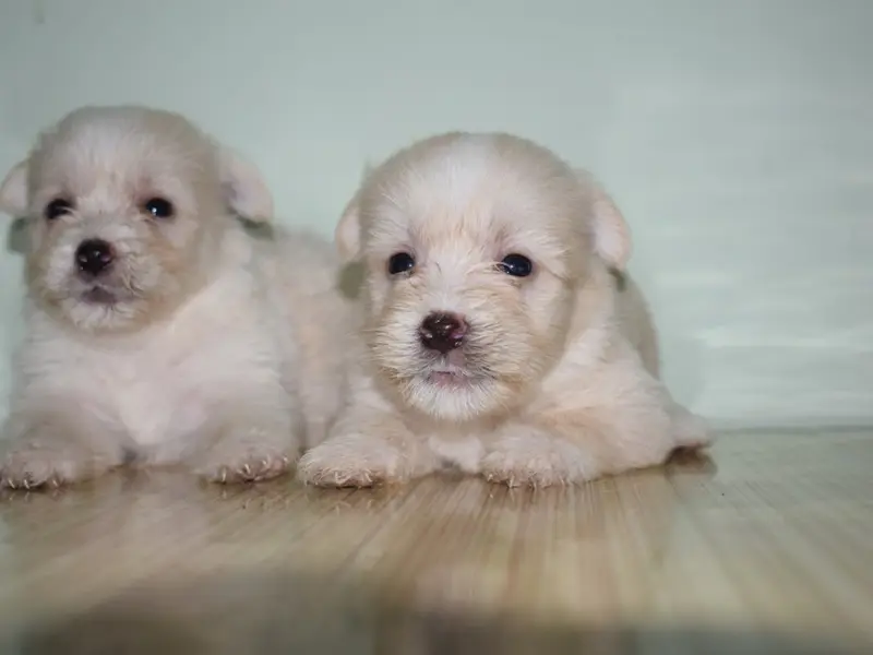 Jk Pet Kennel, photo 5