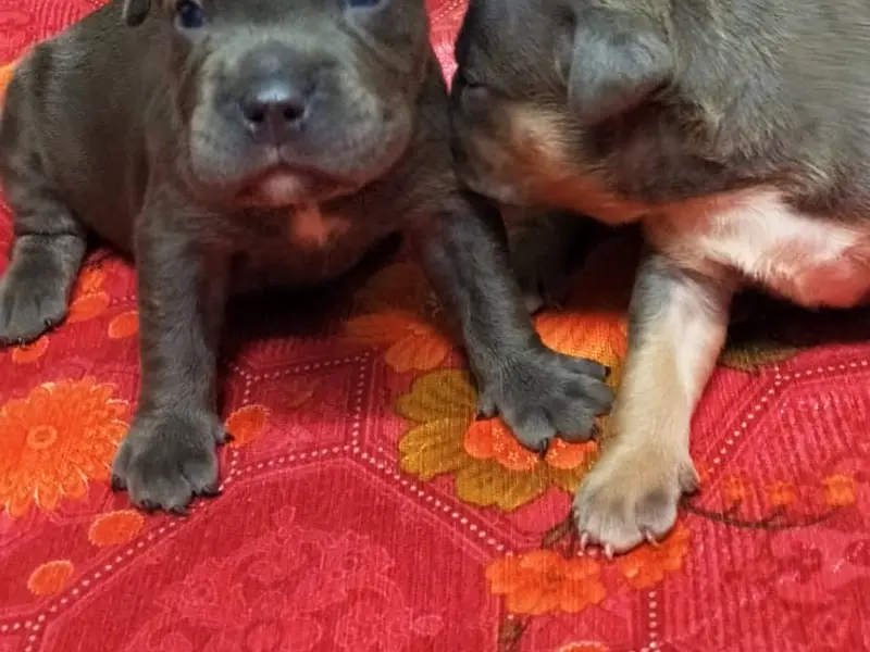 ONLINE PET STORE HOUSE, photo 3
