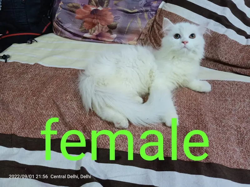 ONLINE PET STORE HOUSE, photo 4