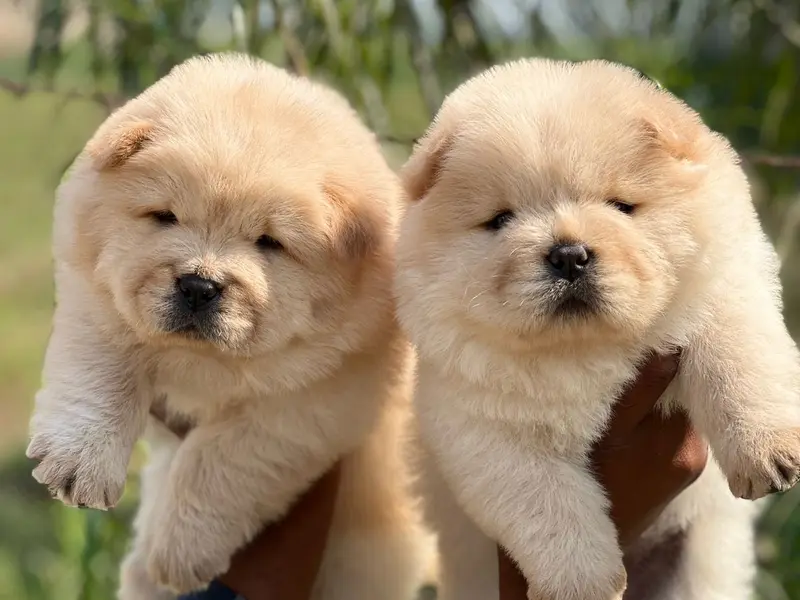 ONLINE PET STORE HOUSE, photo 5