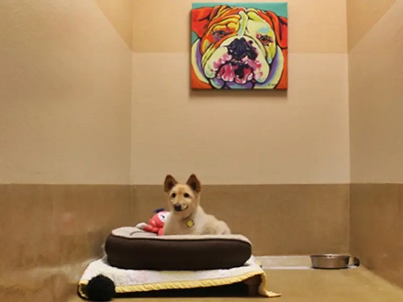 SS Dog Walker & Boarding Centre, photo 5