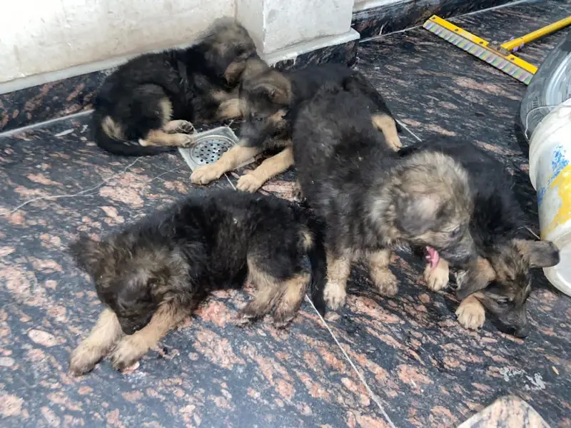 Dog Sale in Delhi, photo 2