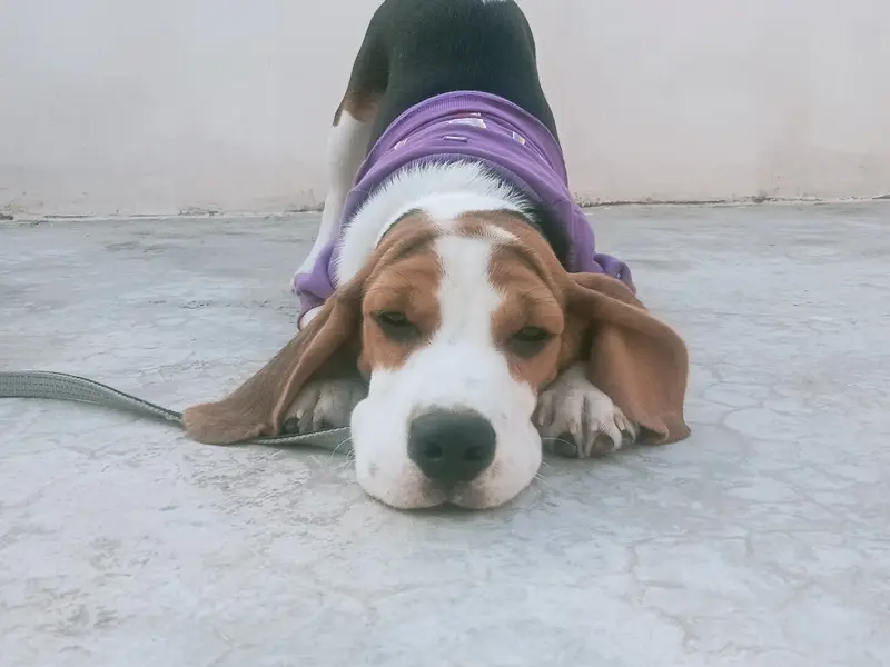 Aryan dog trainer, photo 3