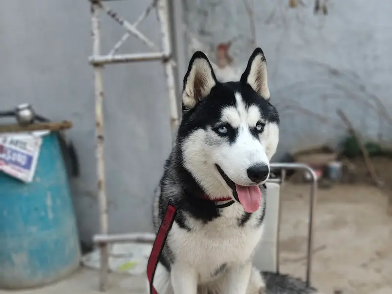 Aryan dog trainer, photo 4