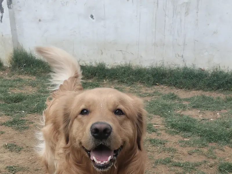 Aryan dog trainer, photo 5