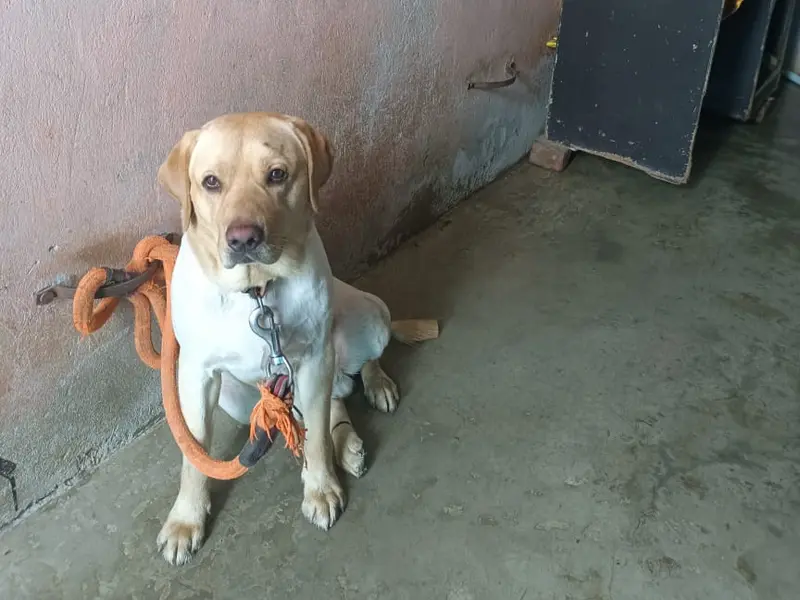 Dog Trainer Delhi