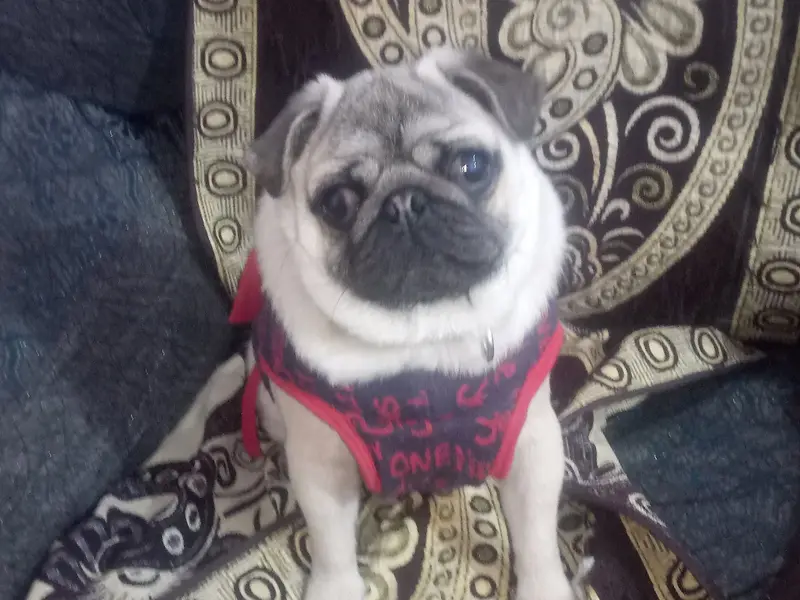 Pet Day Care Boarding, photo 3