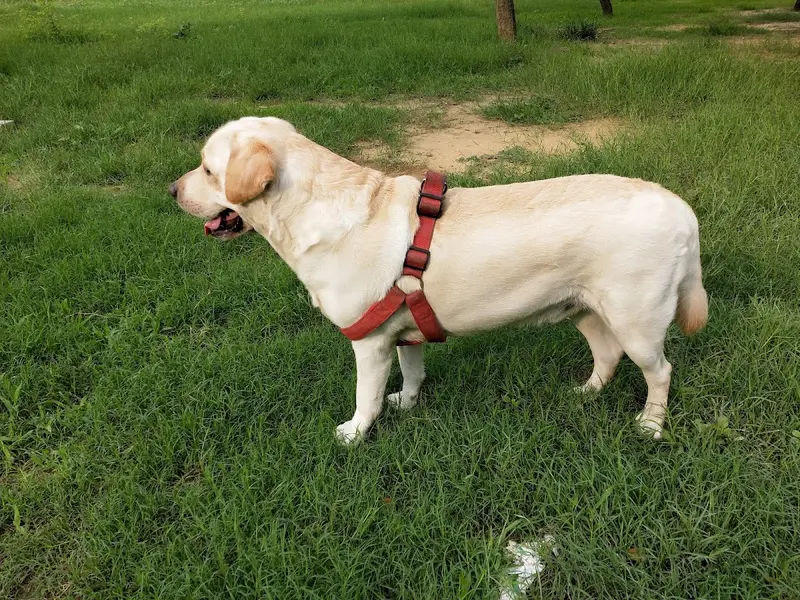 Pet Day Care Boarding