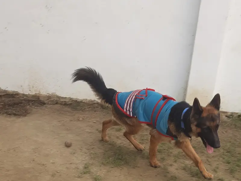 Viresh dog trainer, photo 4