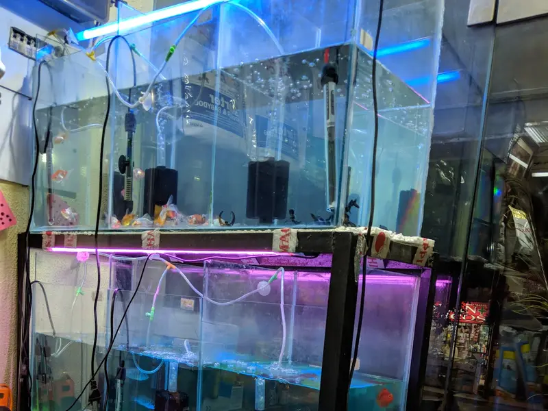 kavya pet shop, photo 3