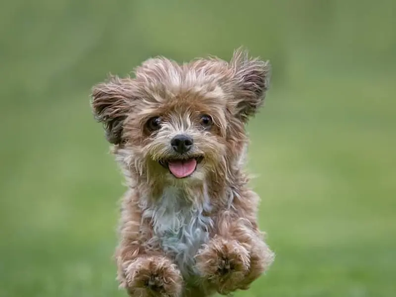 Dog trainer near me, photo 2