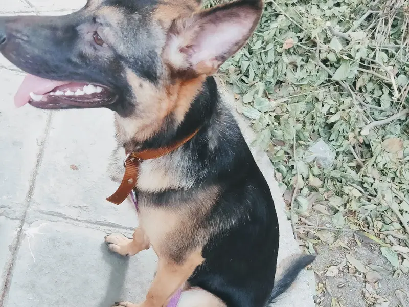 Dog trainer near me, photo 3