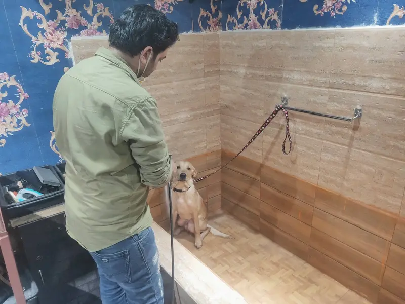 Dog trainer near me, photo 4