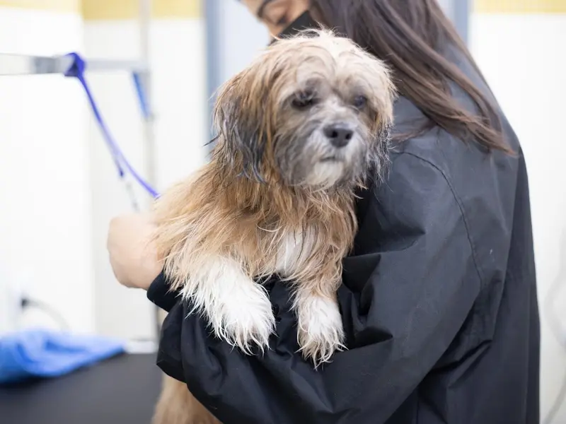 Zigly Pet Care 24 X 7 Hospital, Pet Grooming & Pet Products | Janakpuri, New Delhi, photo 5