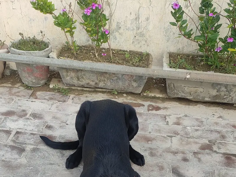 Amit Dog Trainer, photo 2