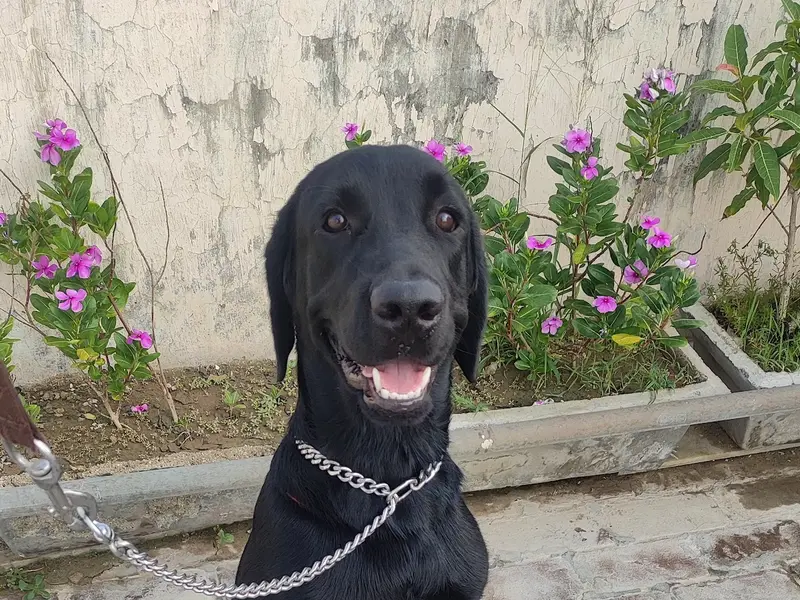 Amit Dog Trainer, photo 3