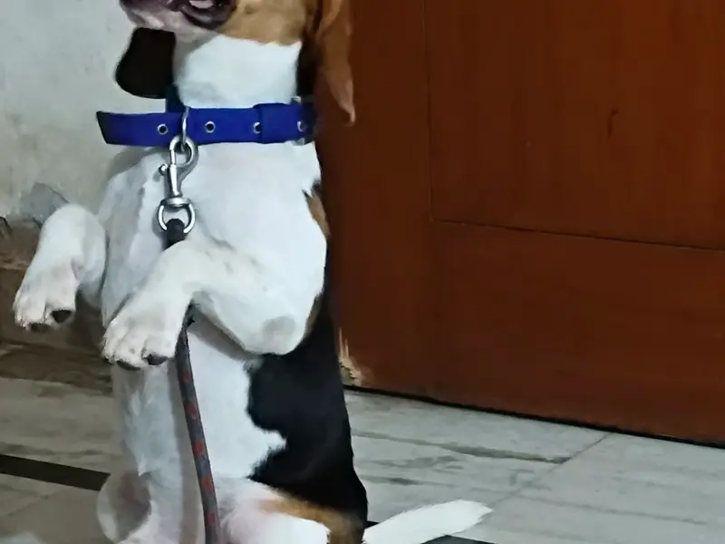 Ankit dog trainer Jhilmil Colony, photo 2